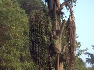 Arenga Pinnata