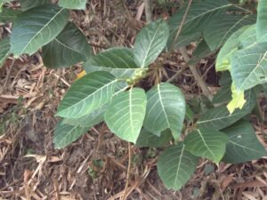 Ficus Septica