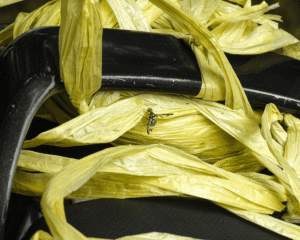 Bactrocera Dorsalis