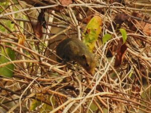 Callosciurus notatus