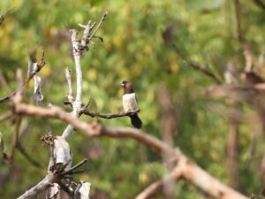 Lonchura leucogastroides