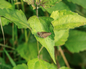 Borbo cinnara