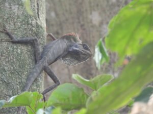 Bronchocela Jubata