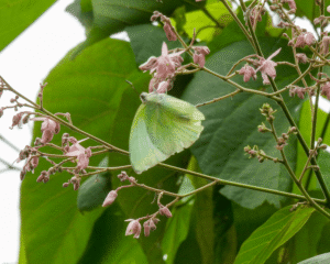 Catopsilia Pomona