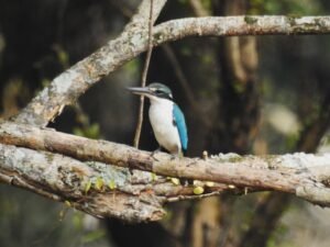 Todirhamphus chloris