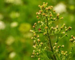 Coccinella Transversalis