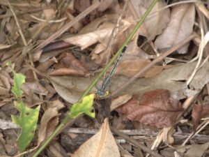 Diplacodes Trivialis