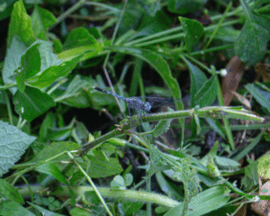Diplacodes Trivialis