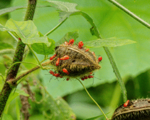 Dysdercus Cingulatus