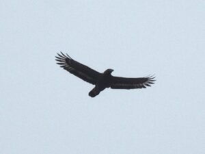 Spilornis cheela