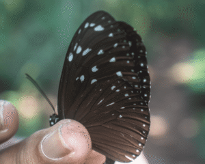 Euploea Mulciber