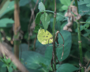 Eurema blanda