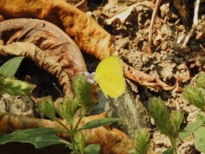 Eurema Blanda