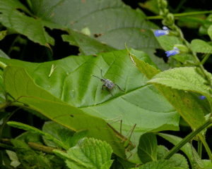 Eurystylus Coelestialium