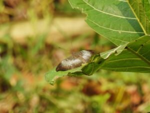 Euthalia Monina