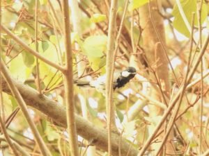 Parus cinereus