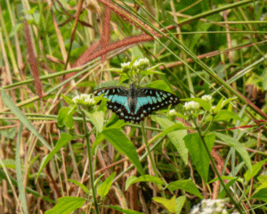 Graphium Doson