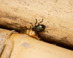 Harpalus Affinis