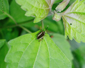 Hemithyrsocera Histrio