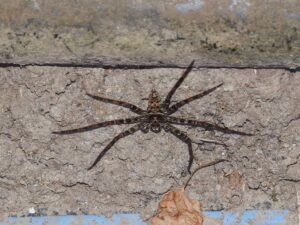 Heteropoda Strasseni