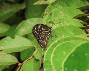 Ideopsis Juventa
