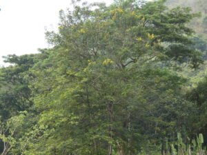 Senna Siamea