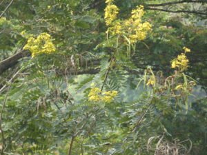 Senna Siamea