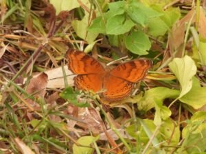 Junonia Iphita