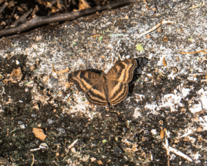 Junonia Iphita