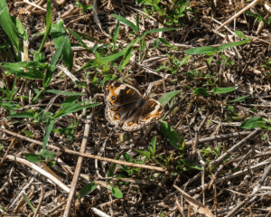 Junonia Orithya