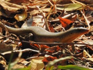 Eutropis Multifasciata