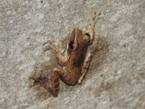 Polypedates Leucomystax