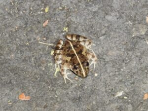 Fejervarya Limnocharis