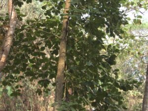 Terminalia Catappa