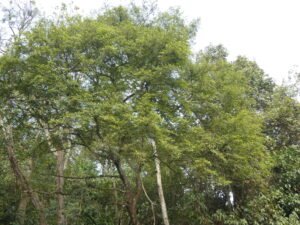 Ficus Ampelas
