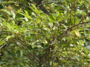 Ficus Ampelas