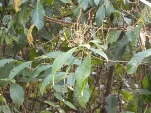 Alchornea Rugosa