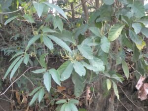 Alchornea Rugosa