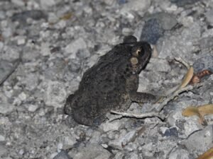 Duttaphrynus Melanostictus