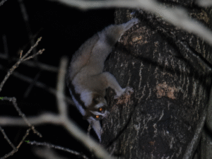 Nycticebus javanicus