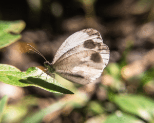 Leptosia Nina