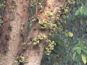 Ficus Racemosa