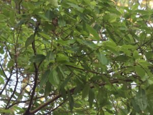 Ficus Racemosa