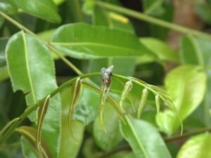 Lucilia Sericata