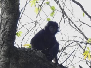 Trachypithecus auratus