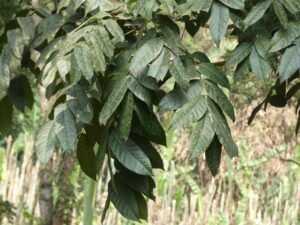 Swietenia Macrophylla