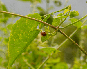 Megalocaria Dilatata