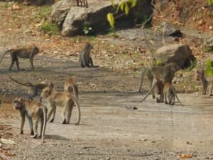 Macaca fascicularis