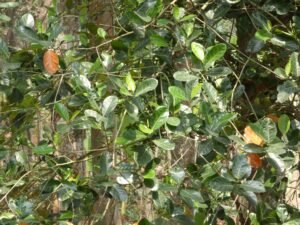 Artocarpus Heterophyllus