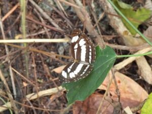 Neptis Clinia